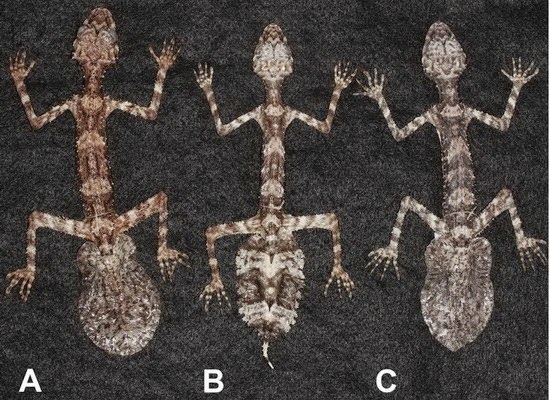 Une nouvelle espèce de lézard découverte en Australie