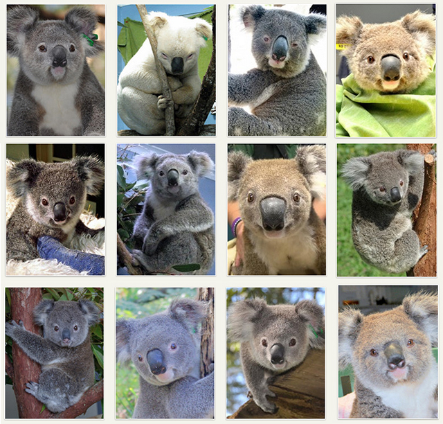koala-adoption
